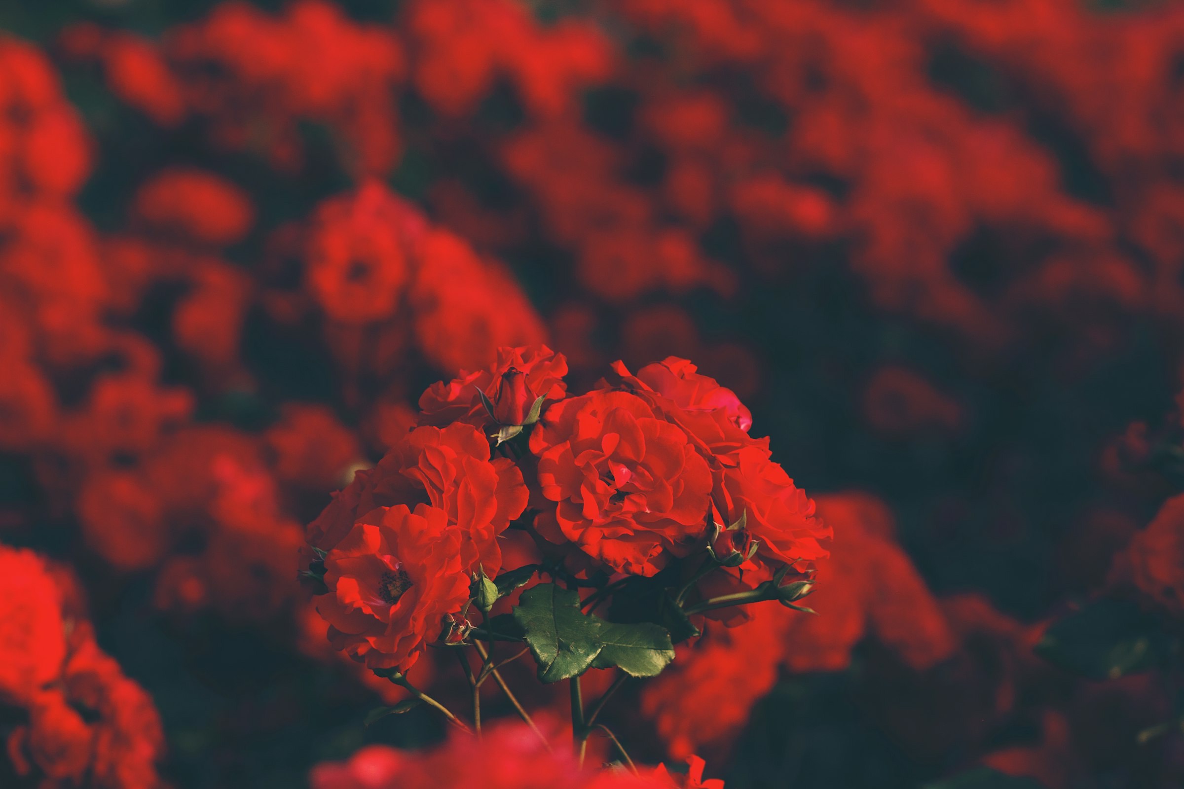 Red roses in a field, shot close in low light
