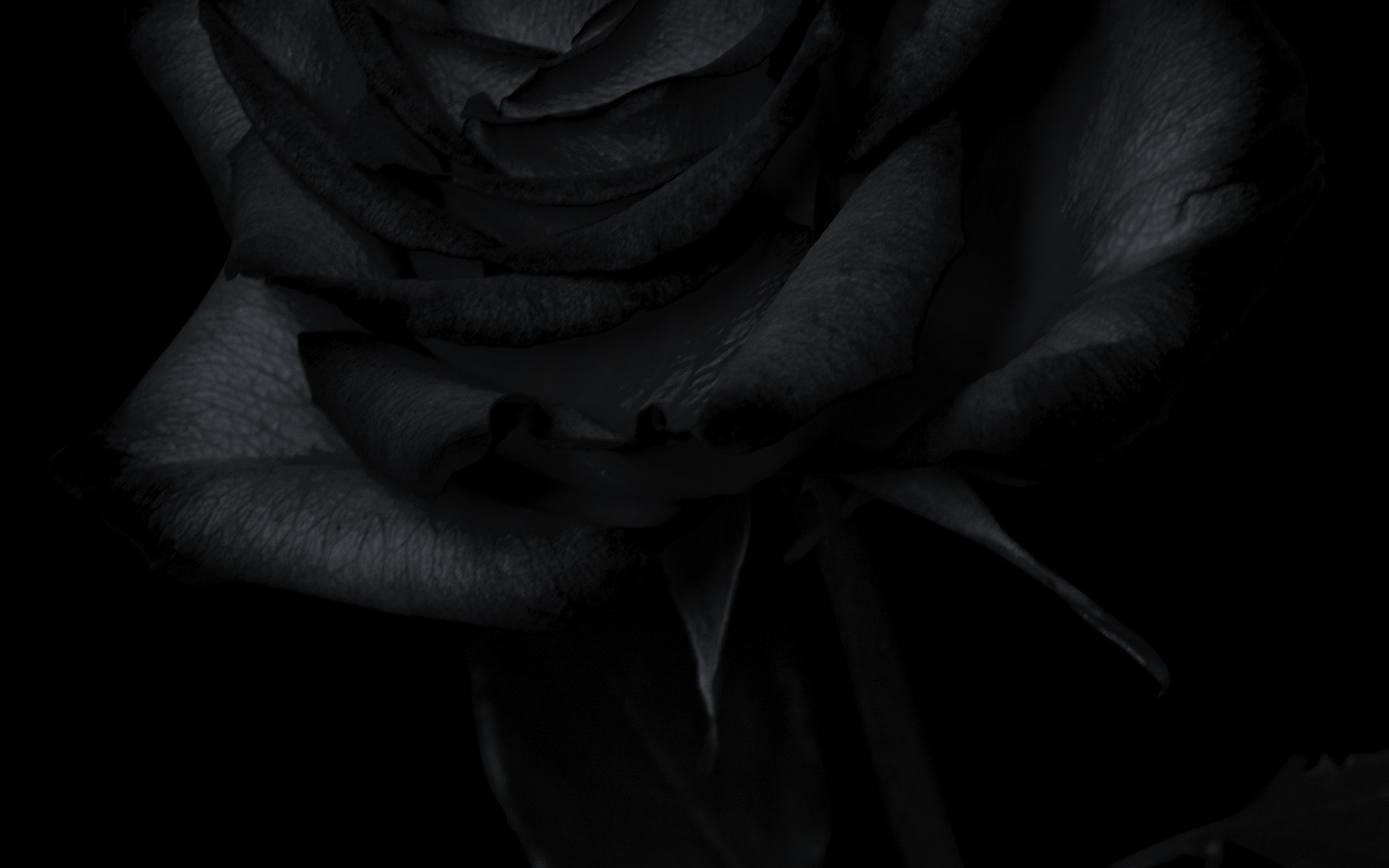 A single dark rose against black