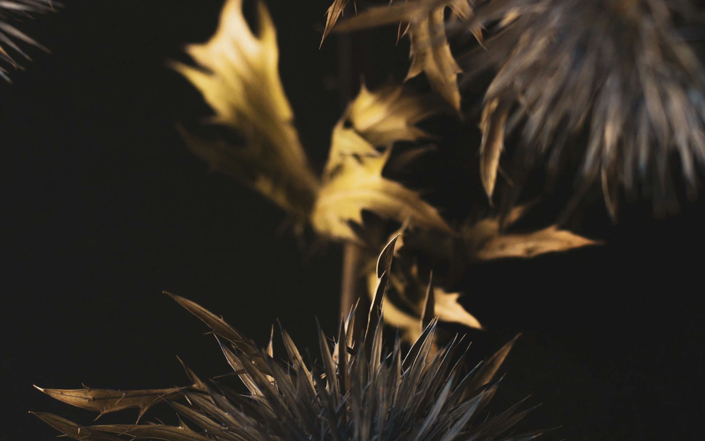 Dried flowers on a dark table in low light