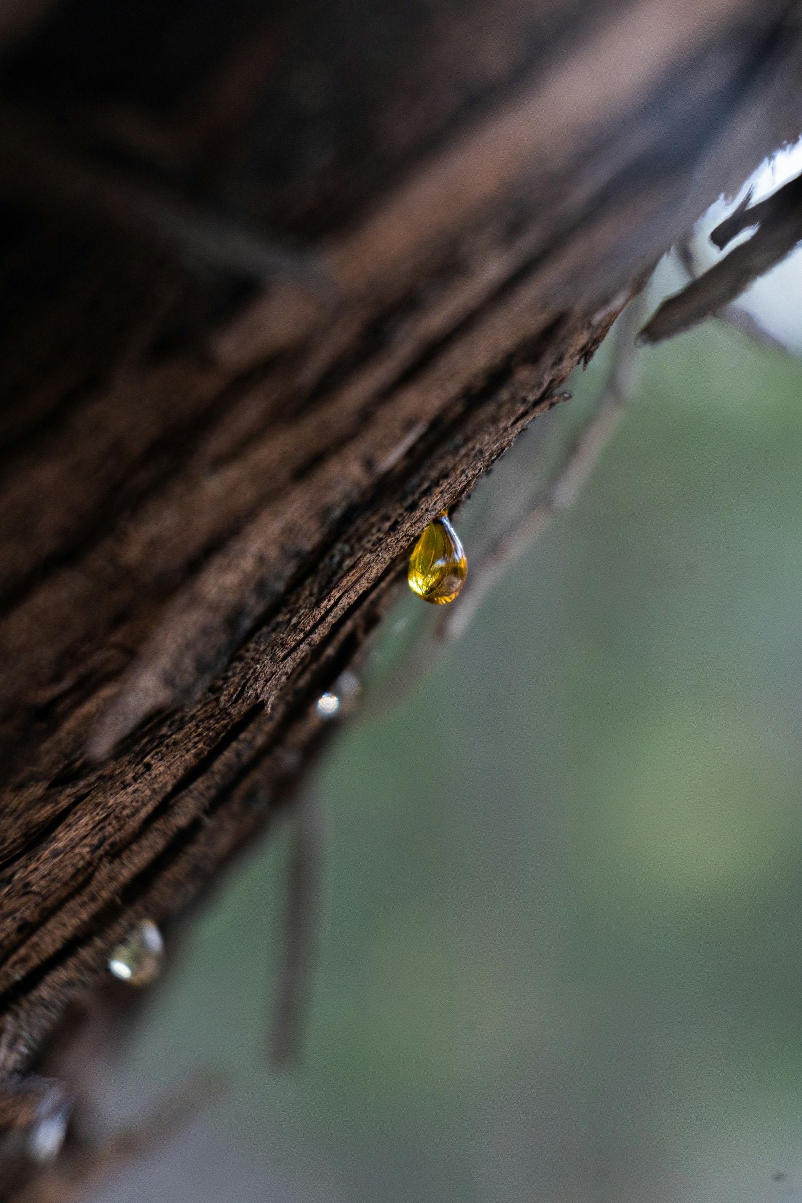 A bead of golden resin on weathered wood