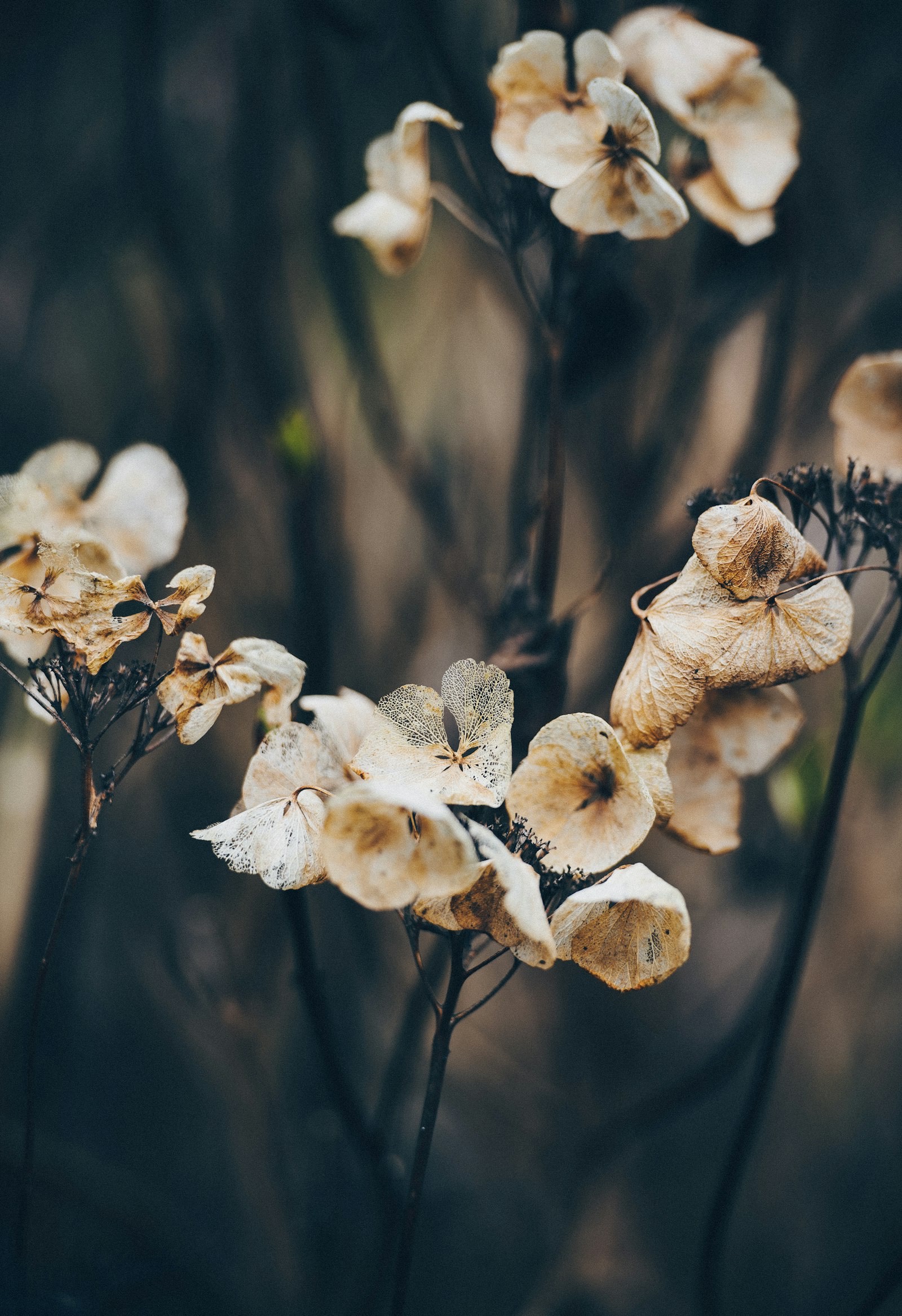 Dried flowers in macro, pale and brittle